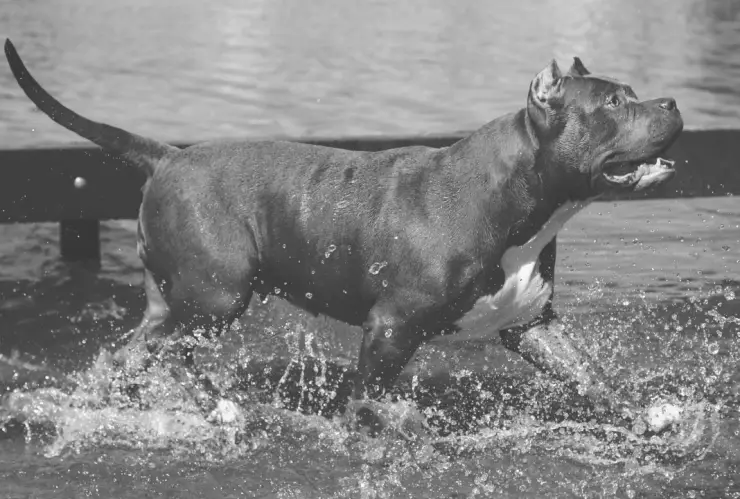 Hombre que ahogó a pitbull en Playa del Carmen no era el dueño; identifican al culpable