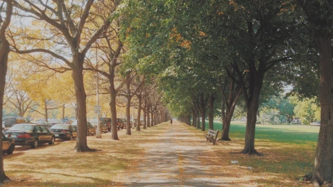 una bonita imagen del camino de Midway Plaisance en Chicago.