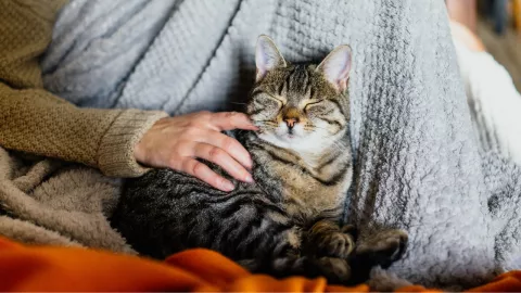 Maltrato Animal en Chi