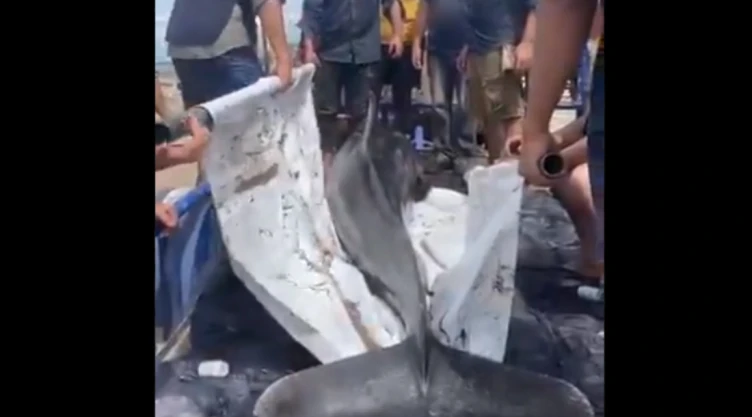 rescate-delfin-sinaloa.jpg