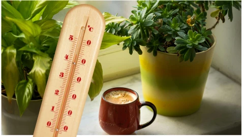 plantas de interior absorben el calor