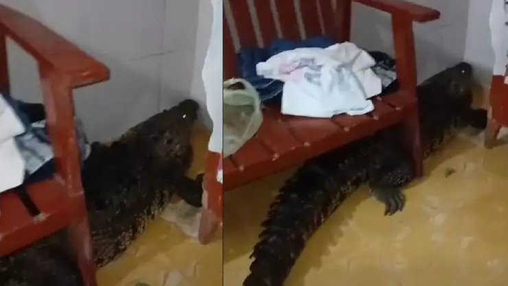 ¡Impactante! Cocodrilo aparece dentro de una CASA en Yucatán, mascota alertó a la familia