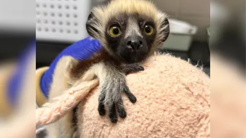 Asi luce Junius, el bisnieto de Zoboomafoo