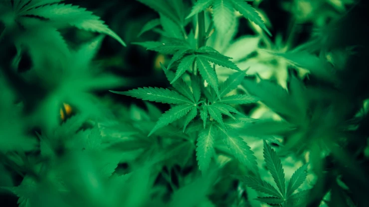 Marihuana Sánchez Cordero Senado