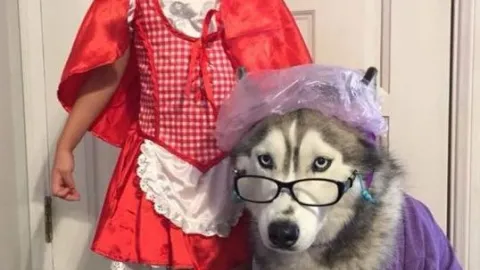 Disfrázate con tu mascota este Halloween con disfraces desde 35 pesos