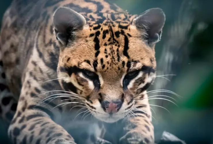 ¡Lamentable pérdida! Aparece un ocelote sin cabeza en plena carretera