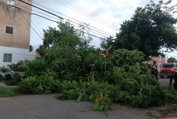 Enorme árbol de flamboyan cae sobre automóviles en Brisas
