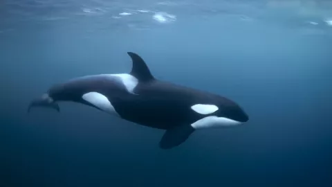 orcas león marino barco