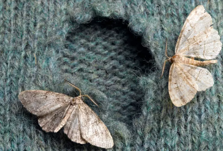 4 remedios caseros para eliminar las polillas de la ropa-1.jpg