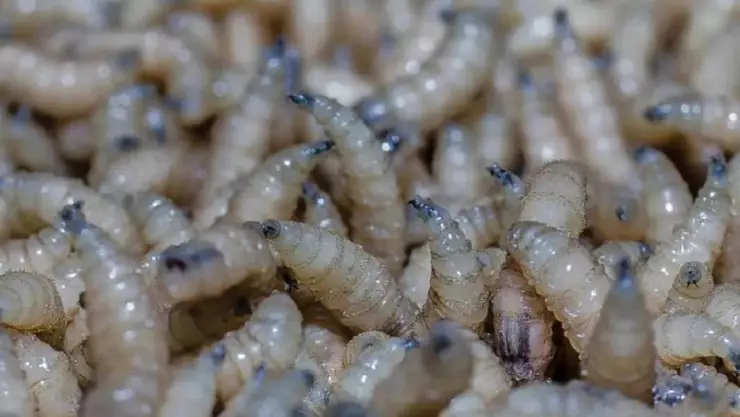 Muere mujer por gusano barrenador en Yucatán ¿Qué se sabe del caso?