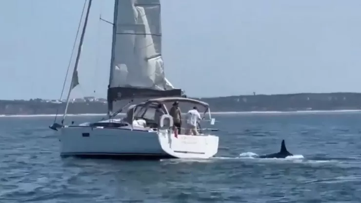 Videos muestran cómo orcas hunden embarcaciones en Portugal