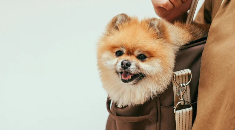 ¿Viajas con perro o gato a Europa en 2025? Consulta los certificados, vacunas, microchip y reglas que exige la Unión Europea.