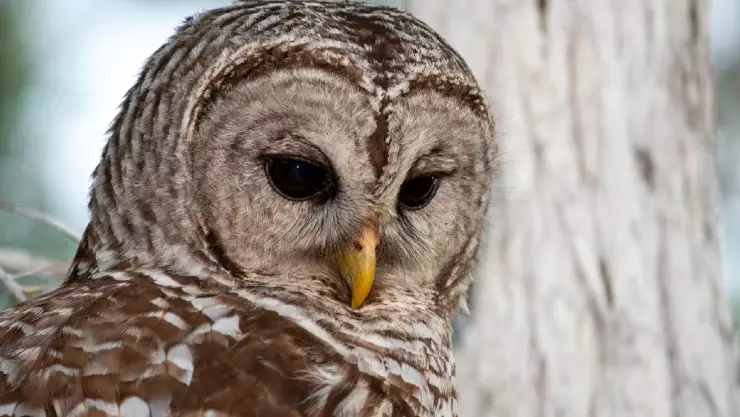 La especie de animal que planean asesinar