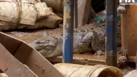 Cocodrilos invaden viviendas en Acapulco