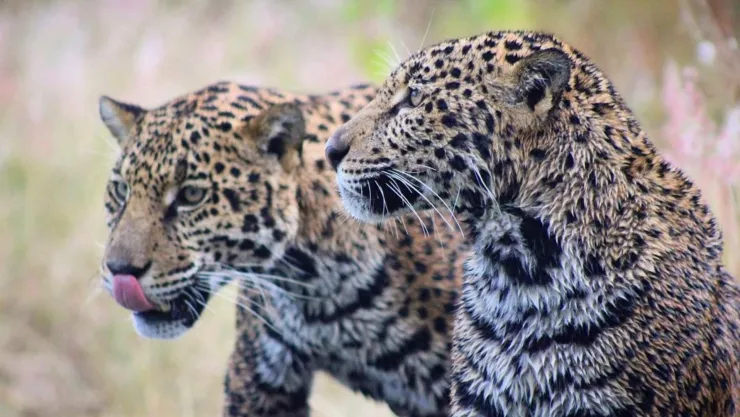 Jaguares