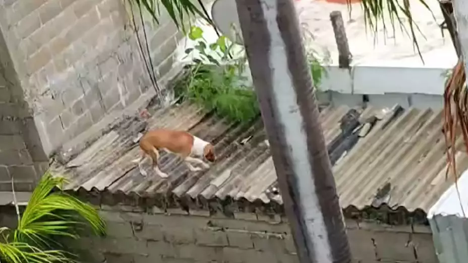 Perrito esta abandonado en la azotea de una casa en Acapulco, Guerrero