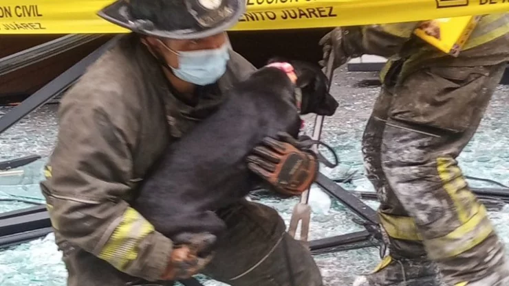 perrito-bomberos-explosi&oacute;n-coyoac&aacute;n