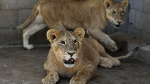 leona_covid-19_india