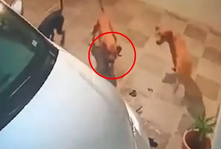 VIDEO: ¡De no creerse! Perros vandalizan una camioneta en México