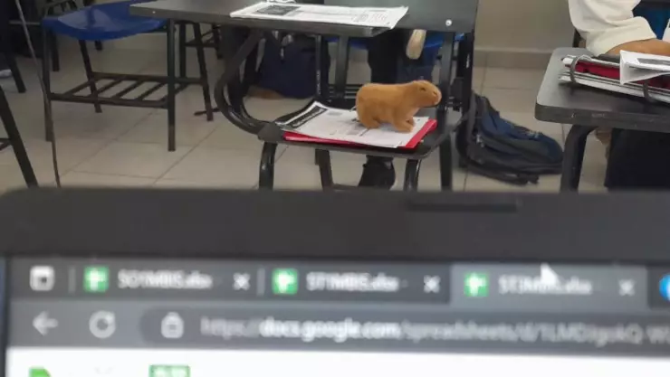 Peluche de capibara toma clases clases