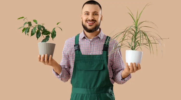 plantas