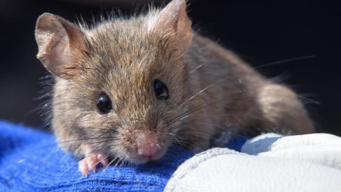 Variante Beta de la COVID-19 puede infectar a ratones