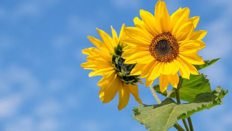 ¡Otra vez! Llegan las flores amarillas y te explicaremos por qué se regalan este 21 de septiembre