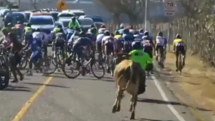 Video Toro corretea a ciclistas en el Tour de La Paz