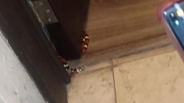 víbora casa Benito Juárez