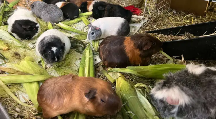 Cuyos comen maíz y vegetales en un refugio en Salisbury, Massachusetts.