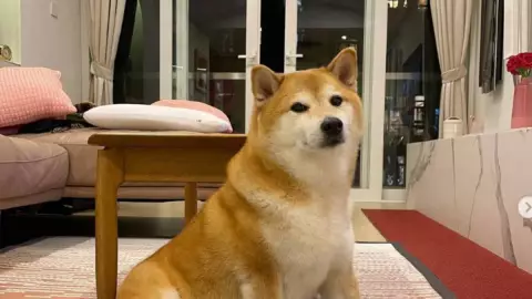 Perrito Cheems.