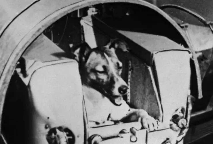 Laika, órbita, historia 1.jpg