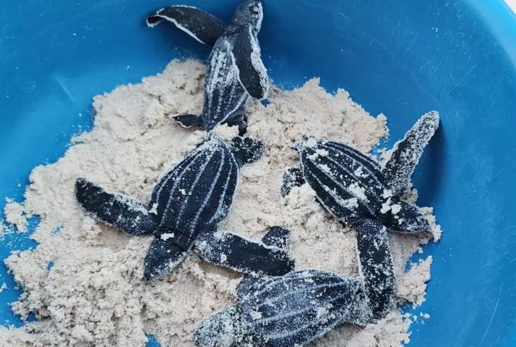 tortugas-laud-nacieron-yucatan