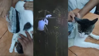 Autoridades atrapan a gato con droga en cárcel de Costa Rica