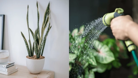 ¿Cuáles son los cuidados de la lengua de suegra La planta más duradera.png