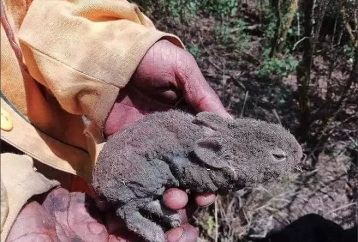 Incendio forestal en Tepozteco está controlado un 90%, piden ayuda para animales