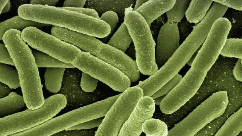 bacterias