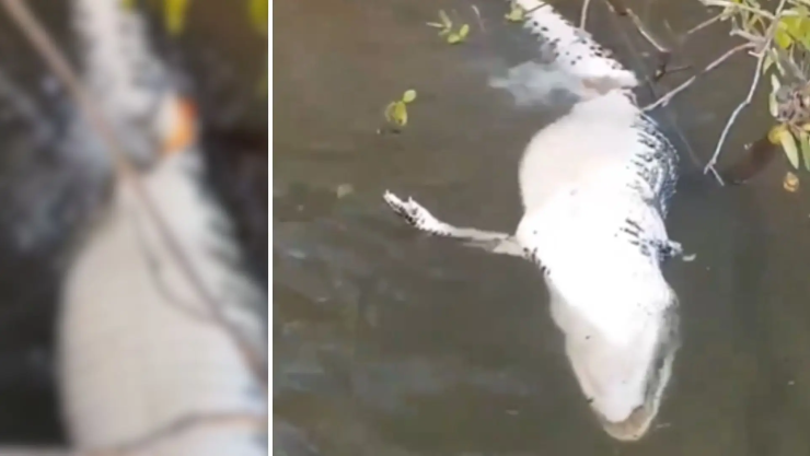 Video pirañas devorando cocodrilo