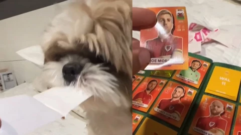 Perro ayuda a pegar estampillas en álbum Qatar 2022.