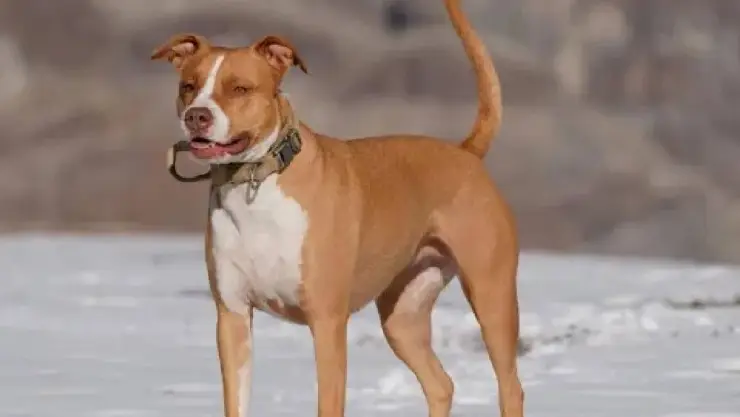 ‘Lo estaba comiendo vivo': Menor de 3 años MU3RE tras brutal ataque de un perro