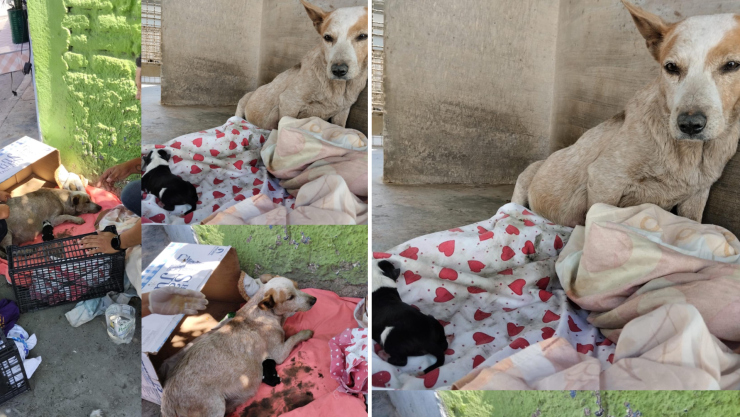 Protección Civil auxilia a perrita en parto en la colonia La Mora, León, 3 de febrero 2025.png