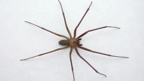 Temporada de araña violinista 2025 en Yucatán: ¿Cuándo es, qué hacer si salen y dónde se esconden en la casa?