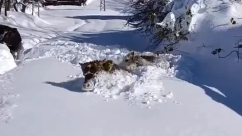 Vacas completamente enterradas.png