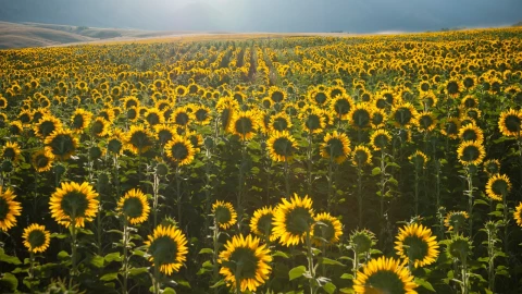 Este Pueblo M&aacute;gico de M&egrave;xico lo caracteriza un campo girasoles