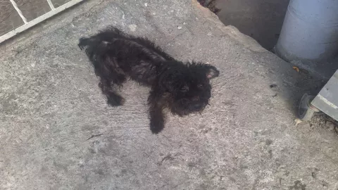 Maltrato animal Así encontraron a cinco perritos en la colonia Las Huertas