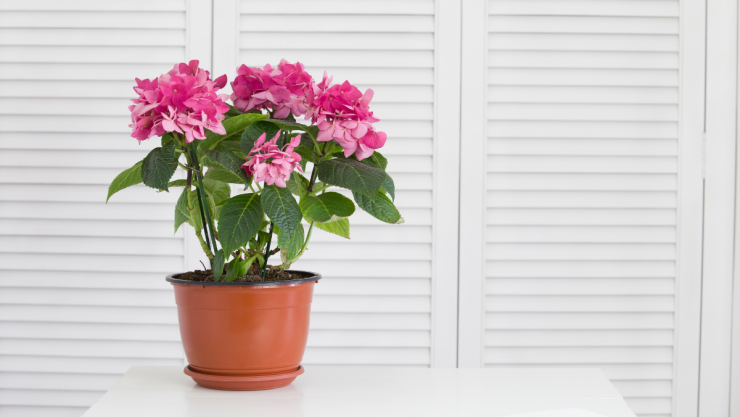 /estilo-de-vida/planta-balcones-soleados