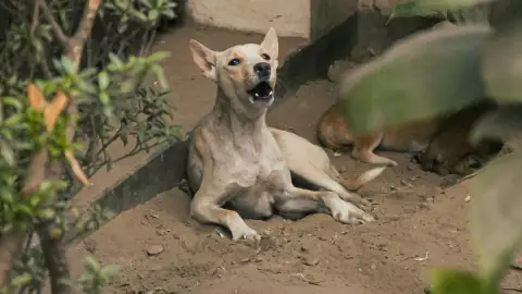 Bebé de 2 años pierde la vida tras ser ATACADA por tres perros