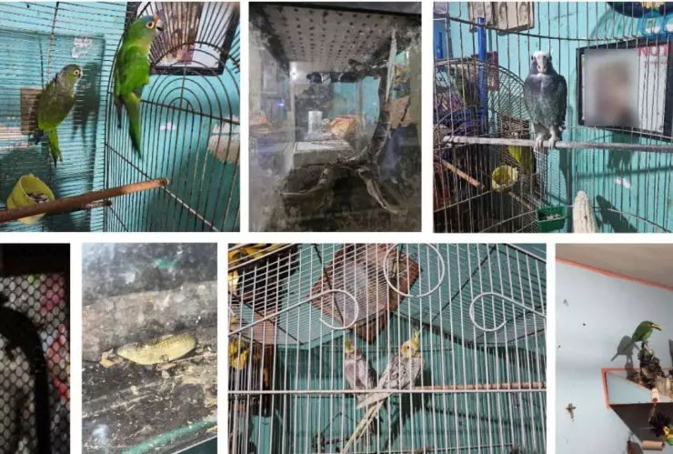 Rescatan varias especies de animales en cateo