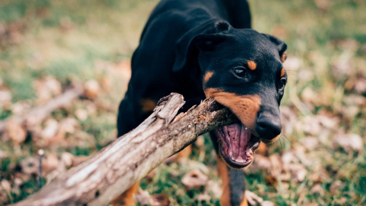 perro-muerde-activista-animales-rusia