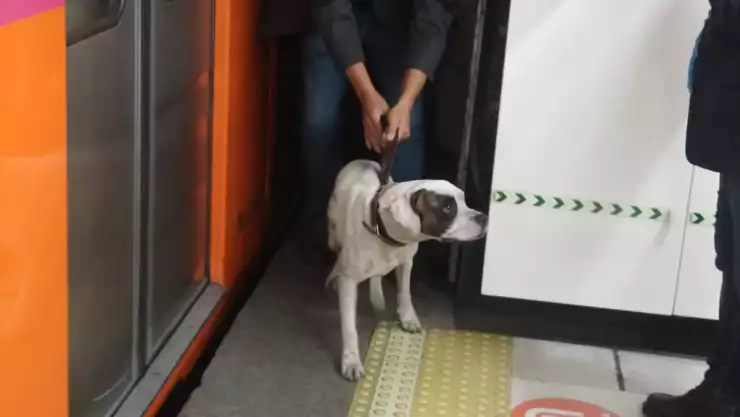 Metro CDMX: Rescatan a perrito en vías de la Línea 1